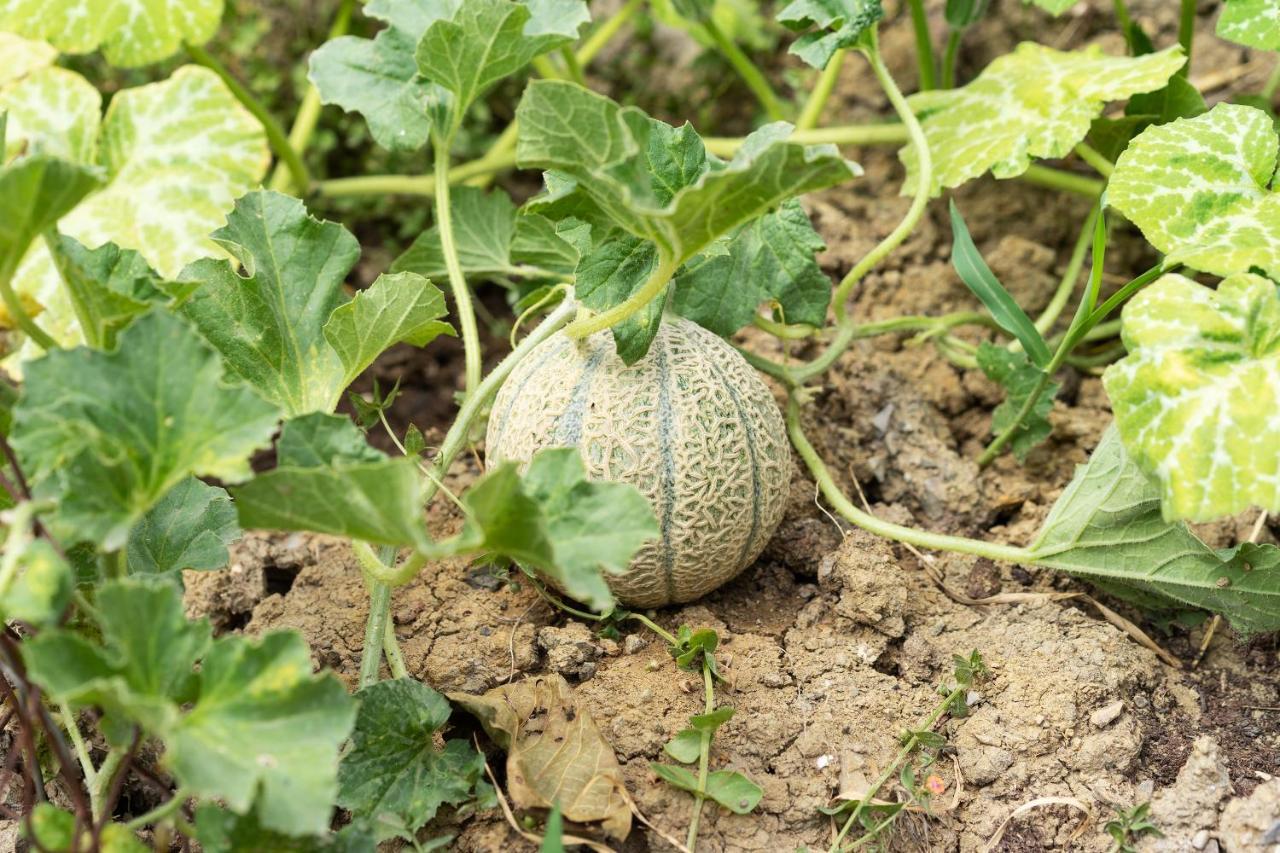 Camporbiano La Fabbrichina Il Luogo Della Pace 아파트 외부 사진